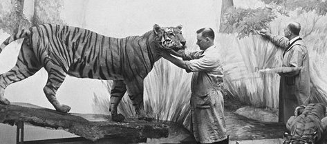 Museum staff painting background and mounting animals for Tiger Group, Asian Hall, American Museum of Natural History Library 281096