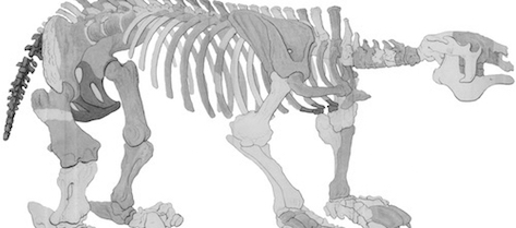 Clift’s illustration of the Megatherium